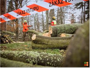 I letos čeká hradecku zeleň obnova.